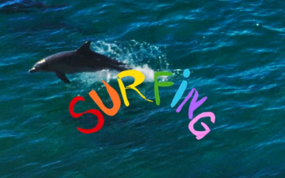 A discussion with Gold Coast film dynamo Dan Scott on his latest movie/masterpiece, ‘Surfing’